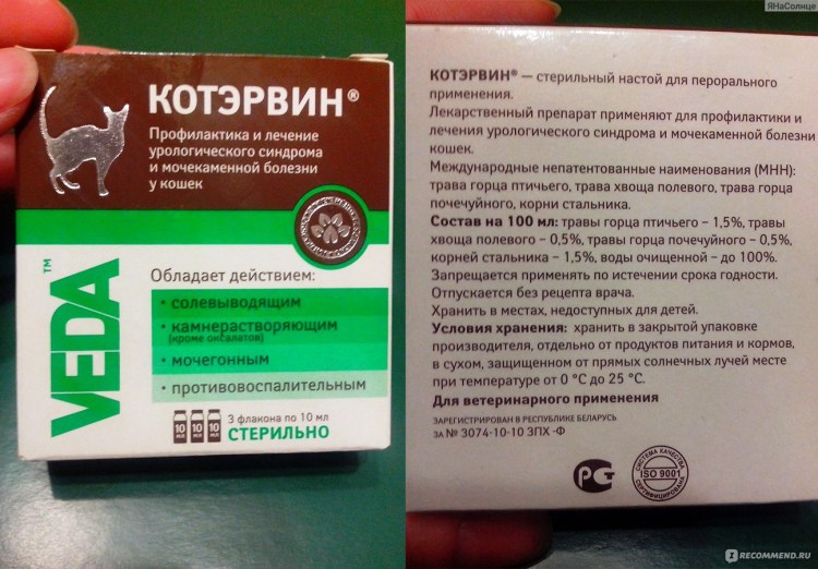 Желчный пузырь у кота воспален