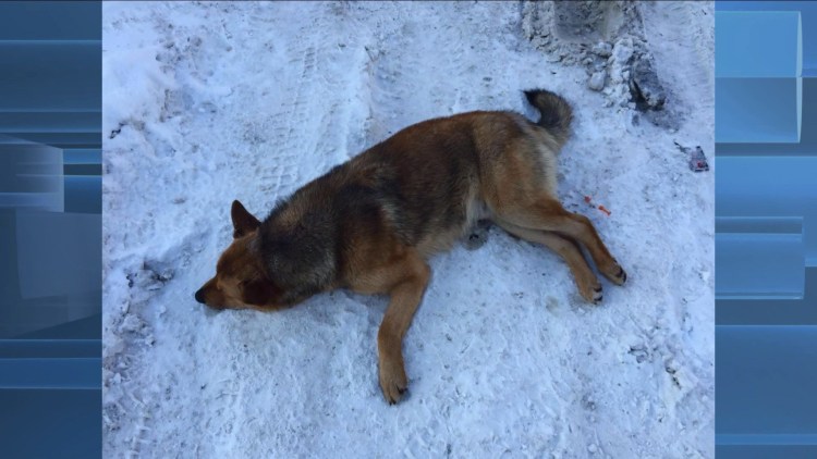 Животные под капельницей