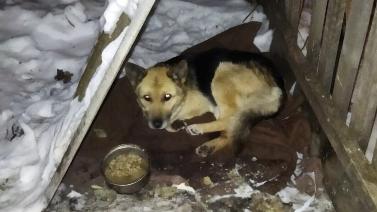 Душа собаки