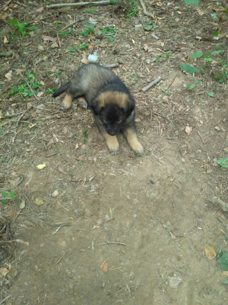 Дороги собака