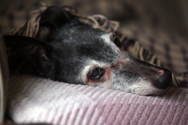 Бездомные животные