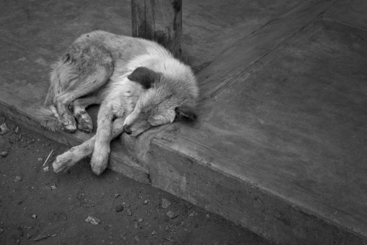 Смерть собаки от бешенства