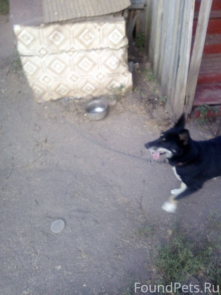 Собаки в багажном отделении