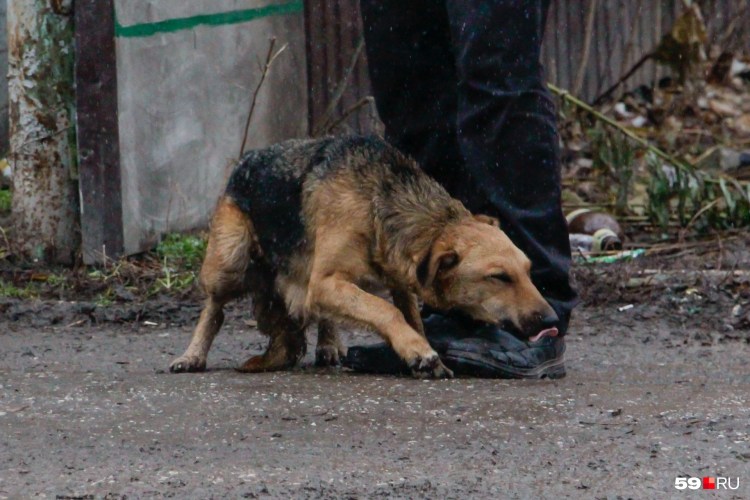 Преданность собаки к человеку