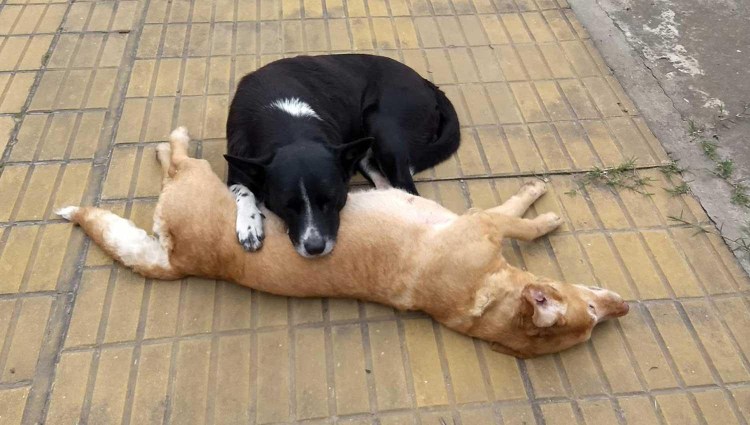 Немецкая овчарка спасает