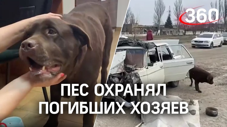 Смерть домашнего питомца