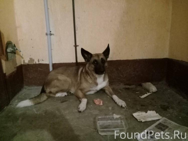 Собака в аэропорту