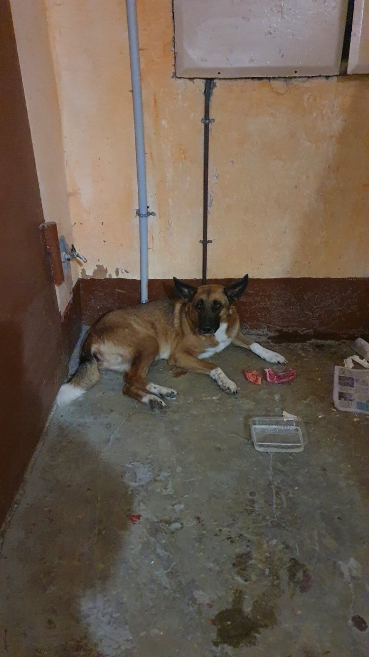 Мертвая немецкая овчарка