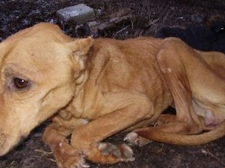 7 Летнюю девочку загрызли собаки