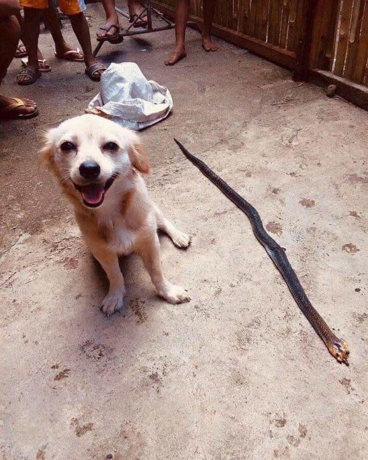 Преданность собаки