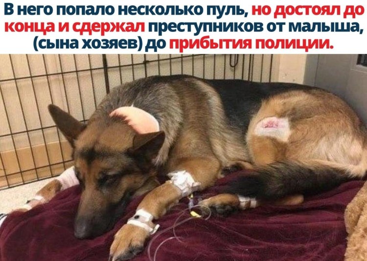 Собаки в багажном отделении