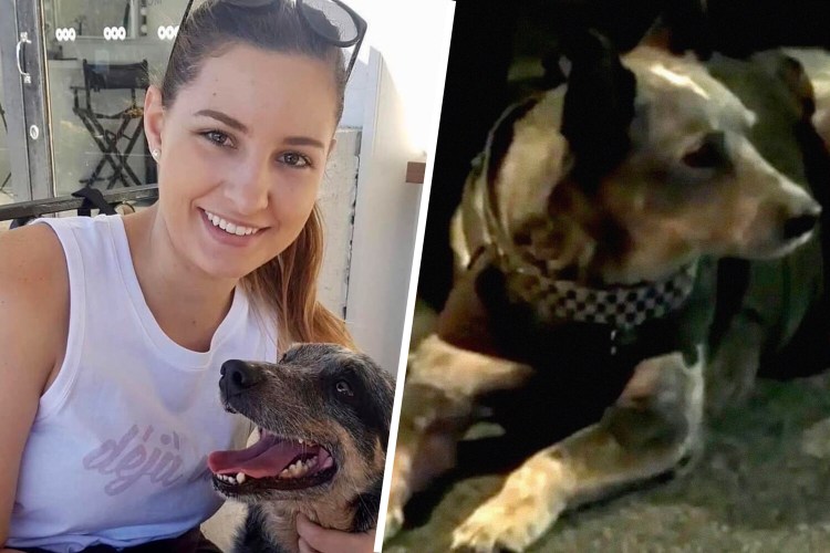 Побритая собакасобака