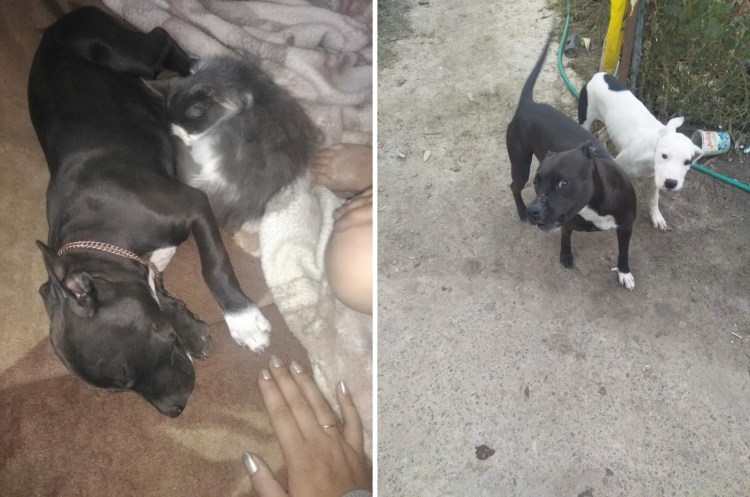 Брошенных животных