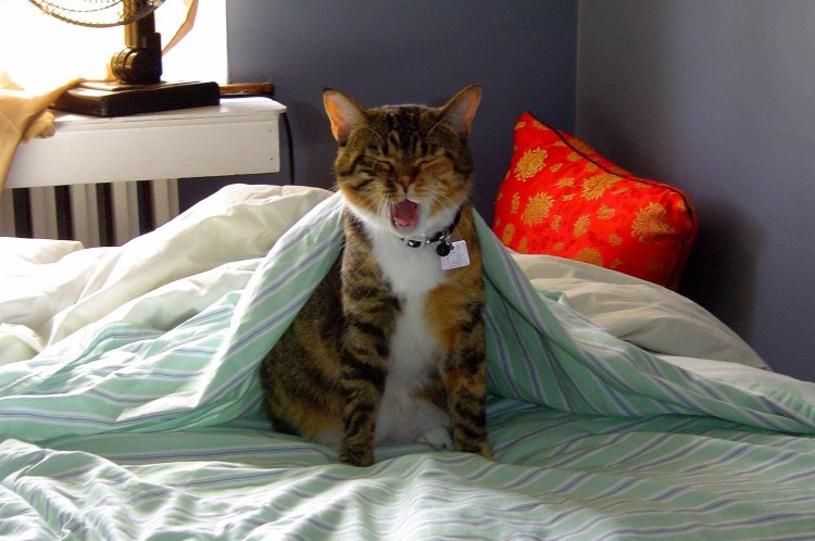 Котик проснулся