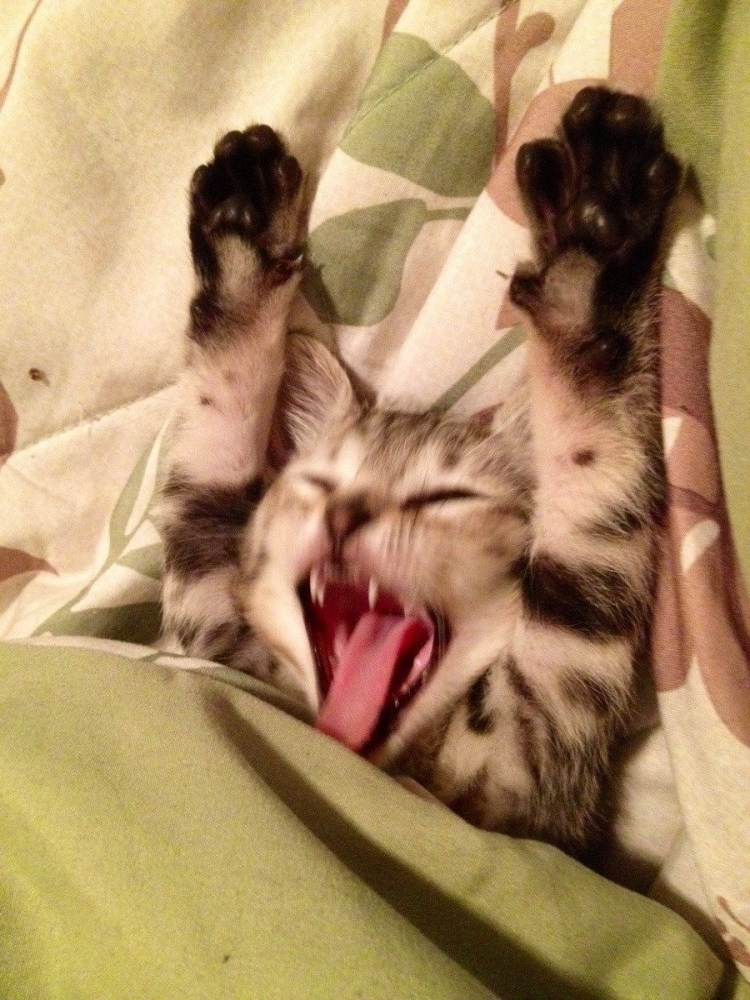 Котенок проснулся