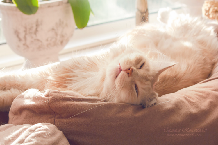 Утренний котик