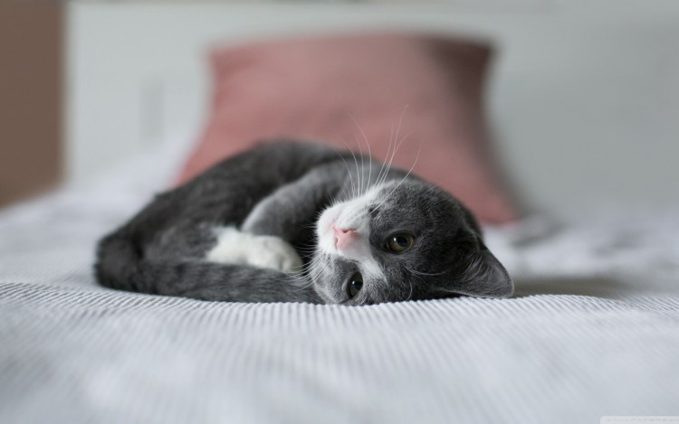 Котенок проснулся