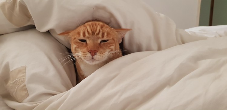 Кот только проснулся