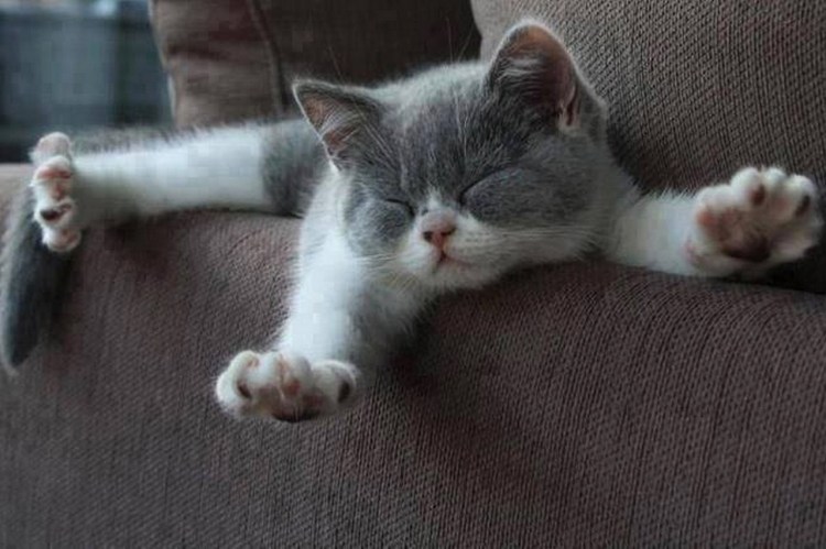 Котенок подтягивается