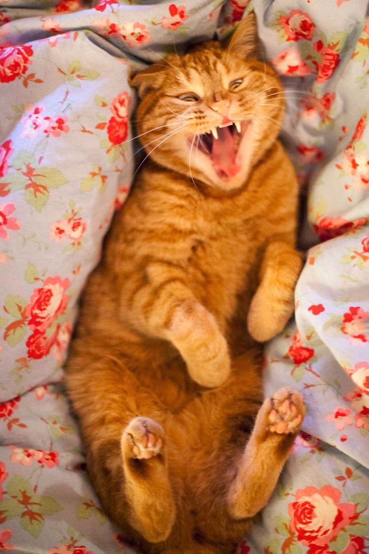 Котик спит гифка