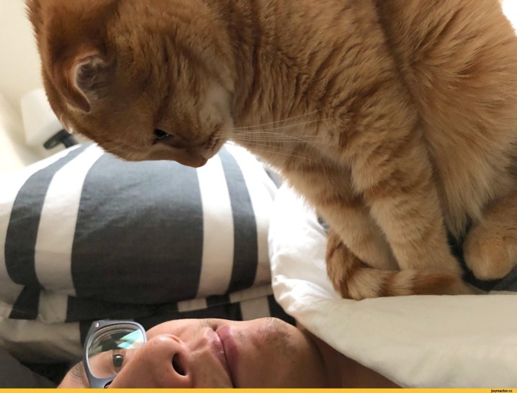 Рыжий котик спит