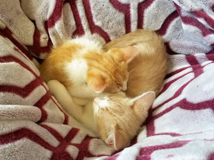 Доброе утро котик