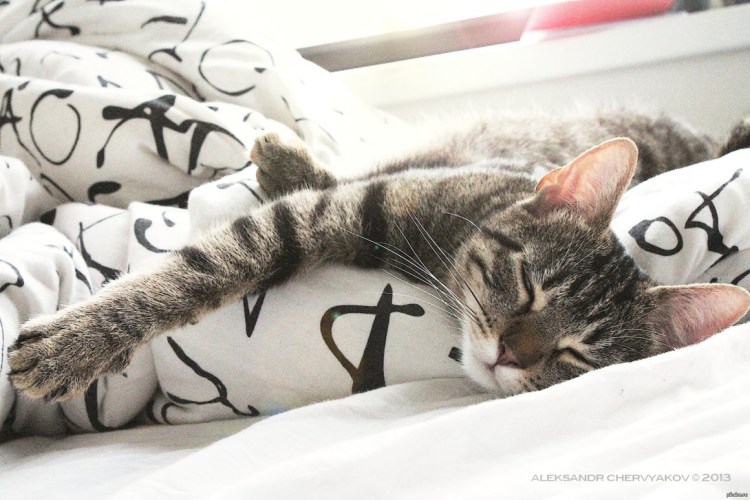 Котик проснулся