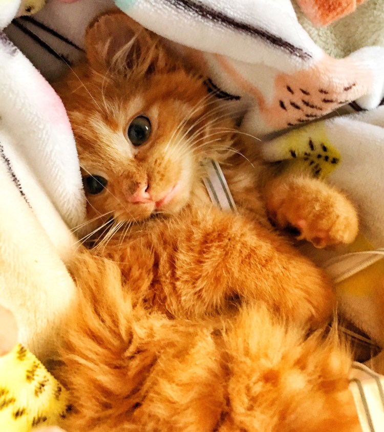 Кошка будит хозяина