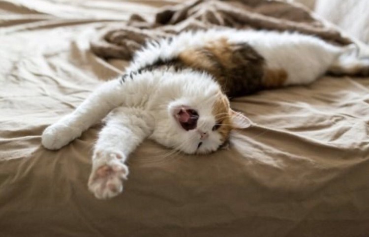 Котик потягивается