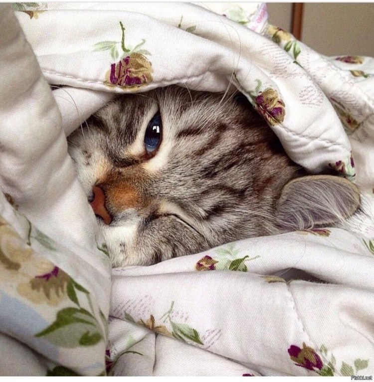 Котенок под одеялом