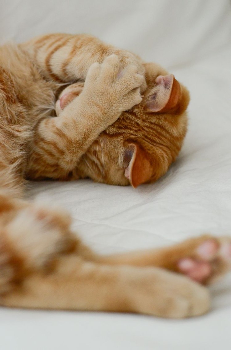 Коты просыпаются