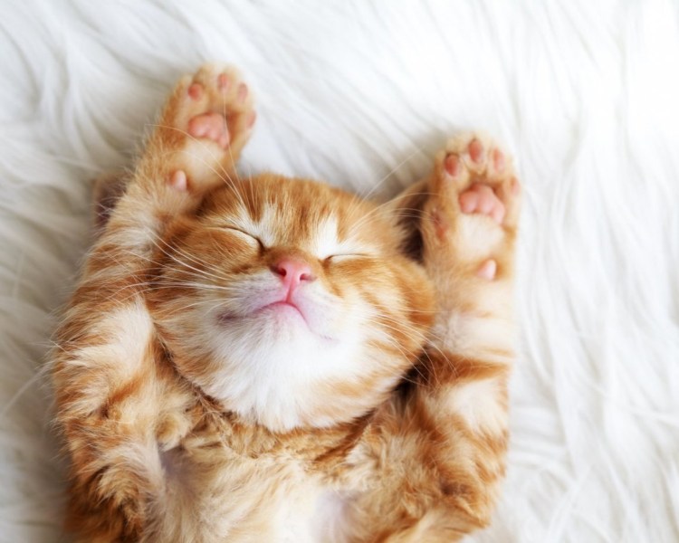 Котики просыпаются с добрым утром