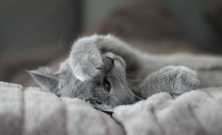 Котенок потягивается