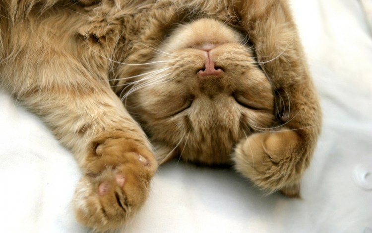 Котик потягивается