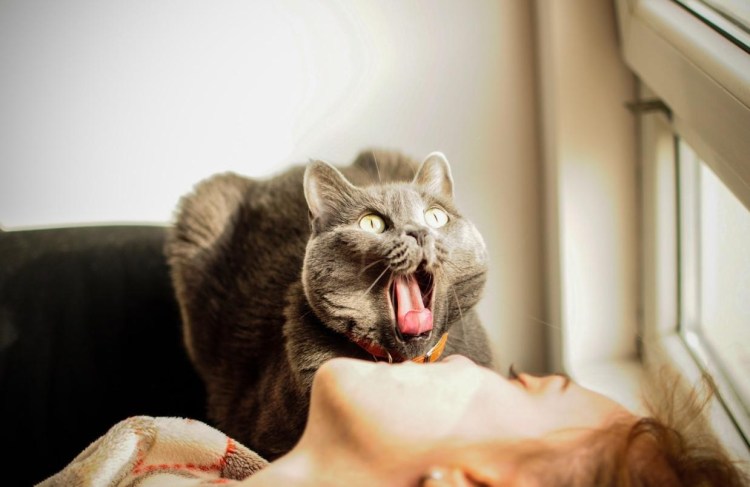 Котенок лежит на кровати