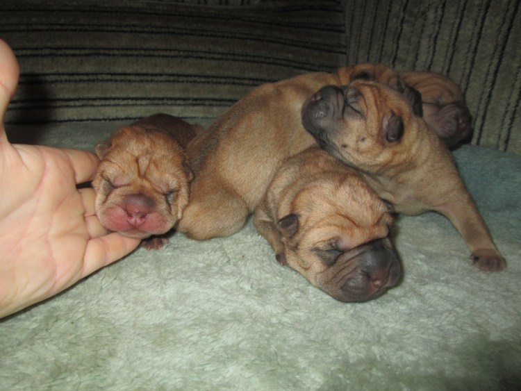 Щенки шарпея Новорожденные