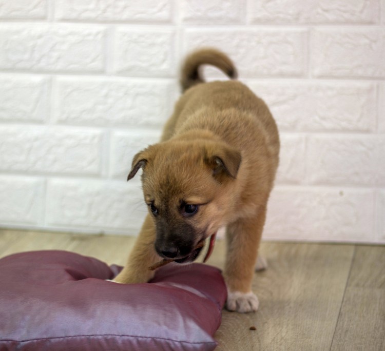 Собака дворняжка сзади