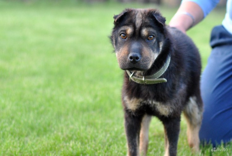 Клякса приют для животных Екатеринбург