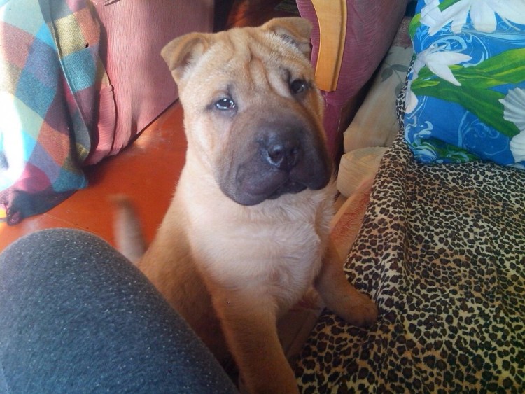 Метис шарпея и хаски