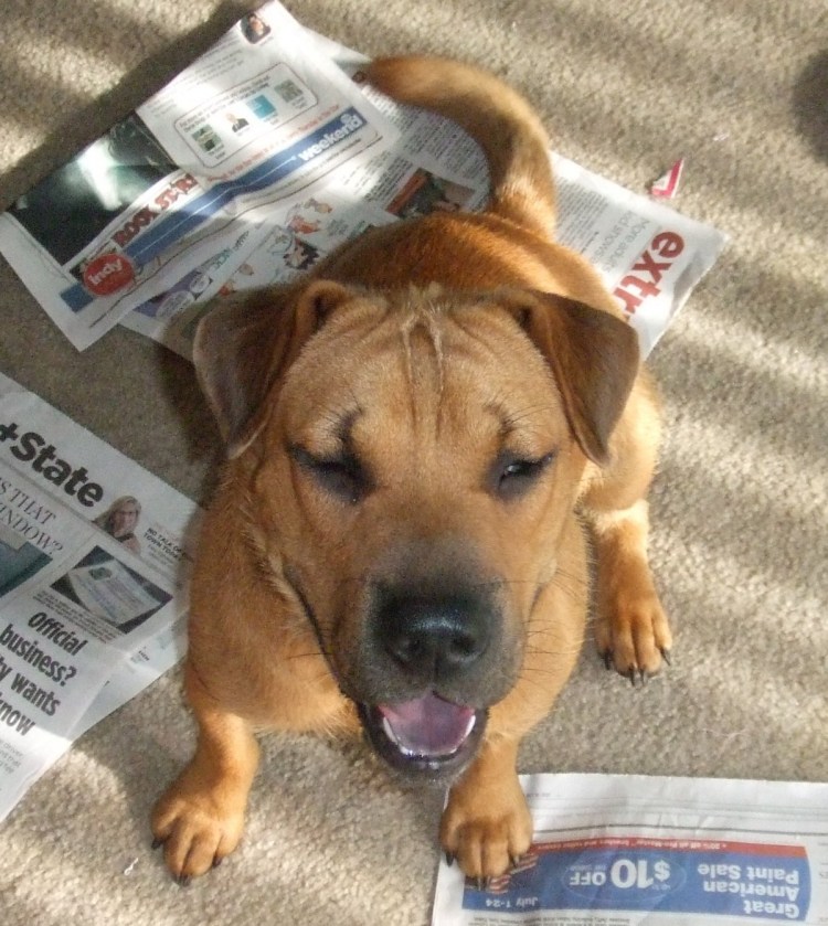 Шарпей с дворнягой