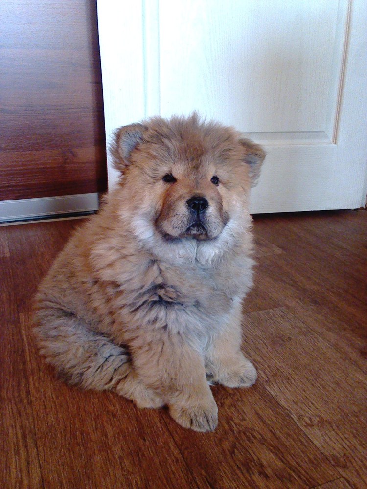 Щенки шарпея в Брянске