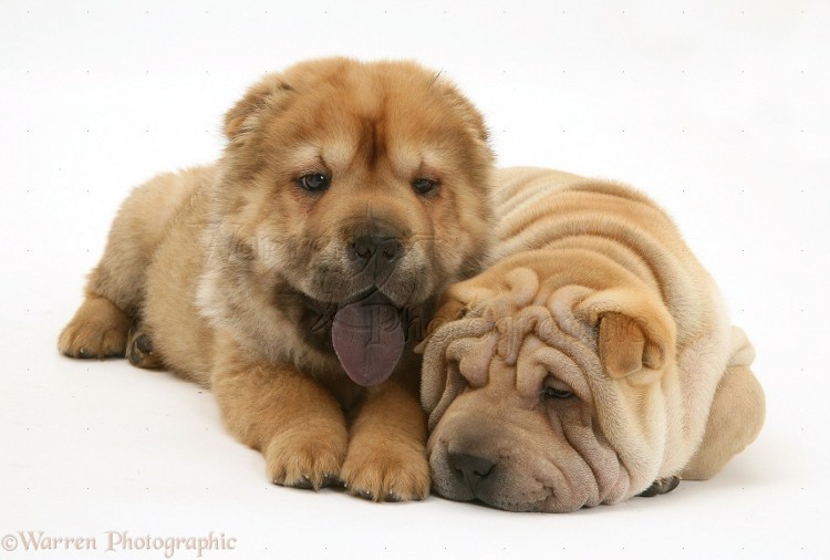 Акита с шарпеем