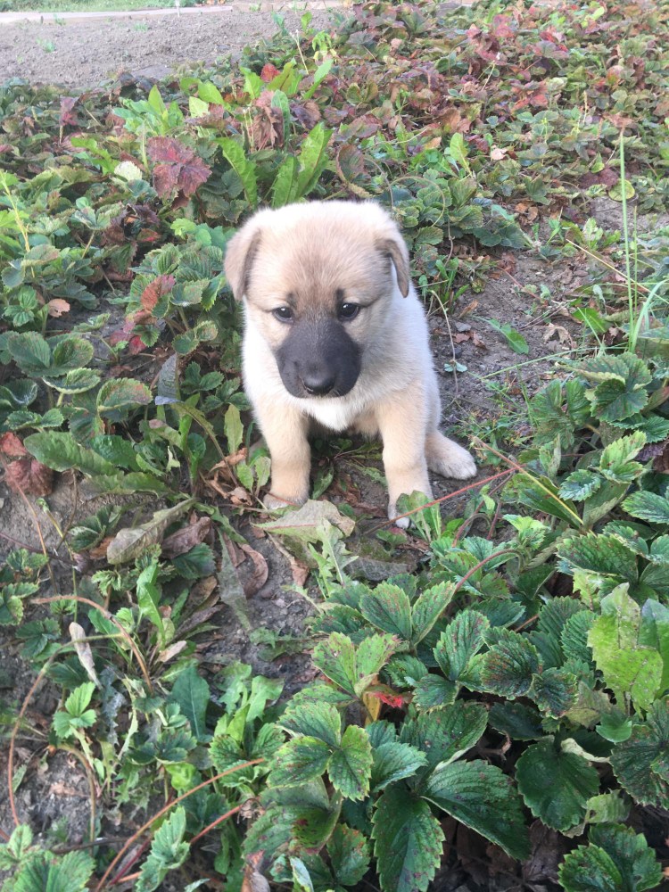 Крашская овчарка