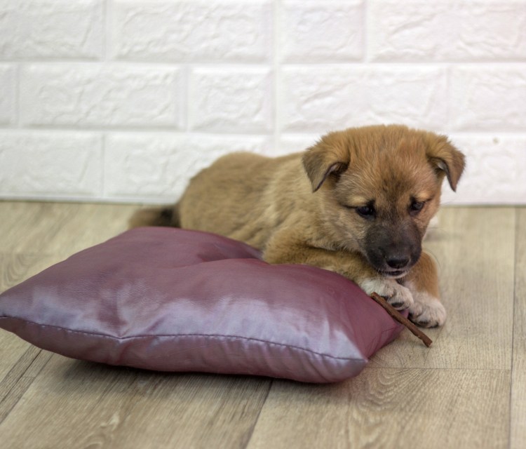 Собака дворняжка сзади