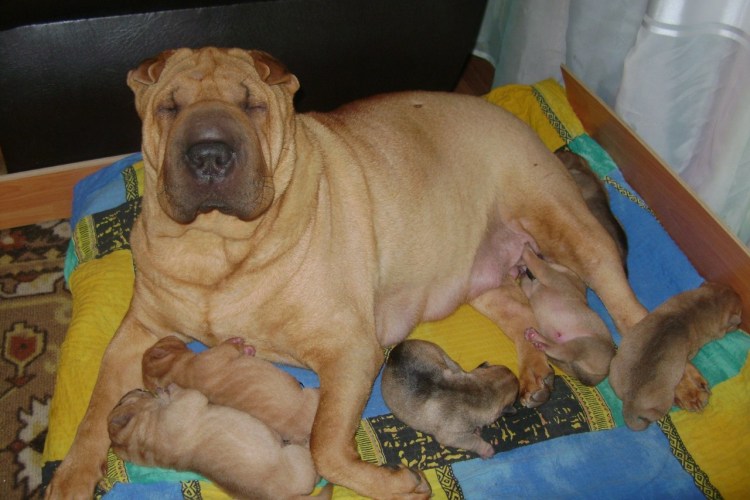 Шарпей щенок новорожденный