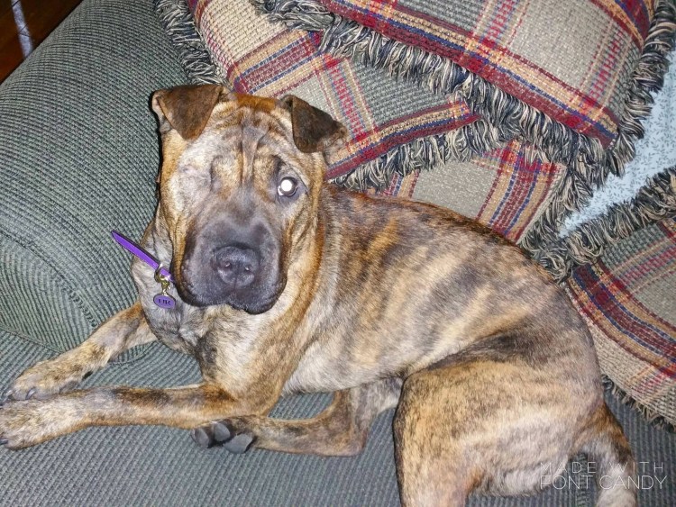 Шарпей щенок новорожденный