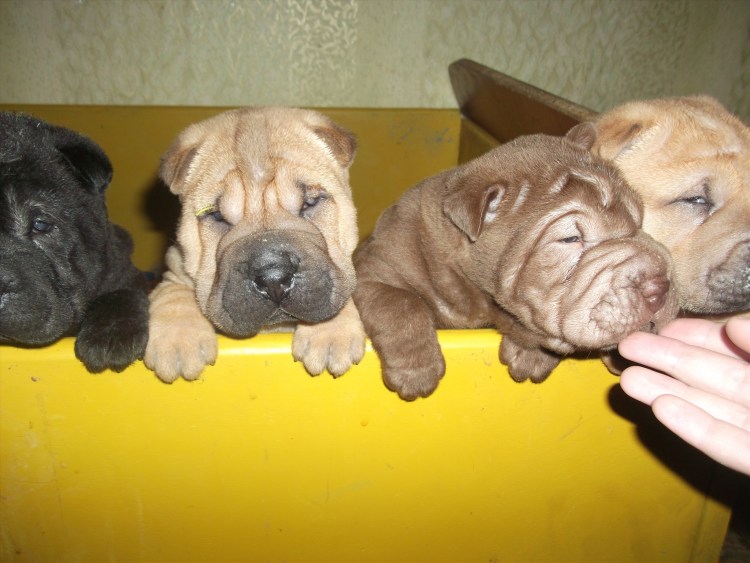 Стаффордширский терьер метис