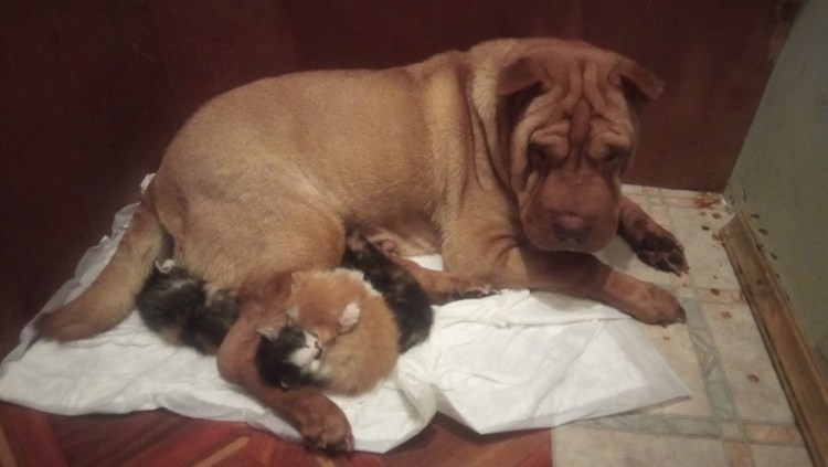 Приют шарпеев в Нижнем Новгороде