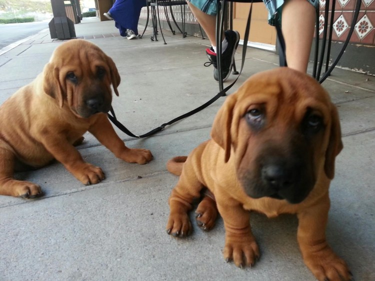 Помесь шарпея и лабрадора