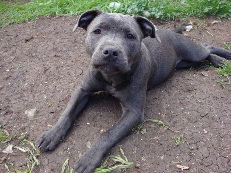 Щенки Новорожденные много